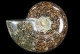 Polished Ammonite (Anapuzosia?) Fossil - Madagascar #88096-1